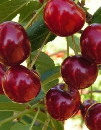 Вишня Живица (Prunus cerasus) 1 шт