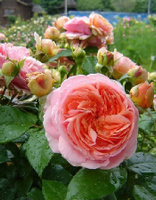 Роза кустовая Чиппендейл 1 шт