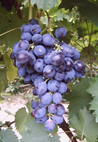 Виноград плодовый КМ Альминский 1 шт
