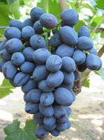 Виноград плодовый Забава 1 шт
