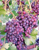 Виноград плодовый Аметистовый 1 шт